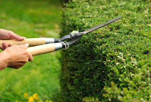 Hedge Trimming